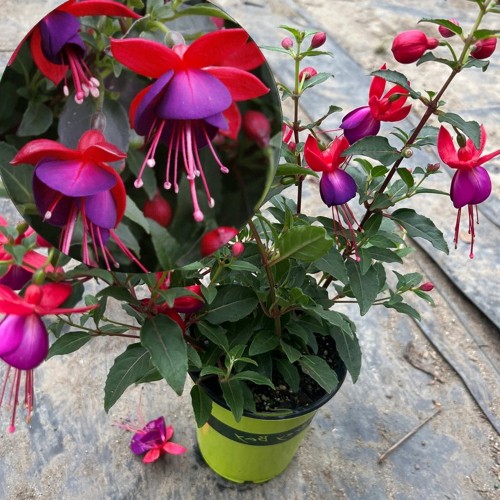 Fuchsia 'Jollies Nantes' - Fuksia 'Jollies Nantes' P9/0,55L